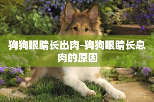 狗狗眼睛長出肉-狗狗眼睛長息肉的原因