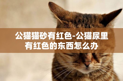 公貓貓砂有紅色-公貓尿里有紅色的東西怎么辦
