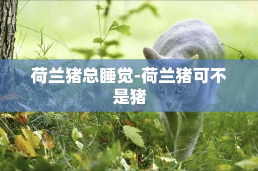 荷蘭豬總睡覺-荷蘭豬可不是豬