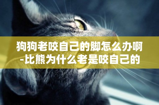 狗狗老咬自己的腳怎么辦啊-比熊為什么老是咬自己的腳