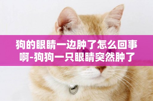 狗的眼睛一邊腫了怎么回事啊-狗狗一只眼睛突然腫了怎么回事