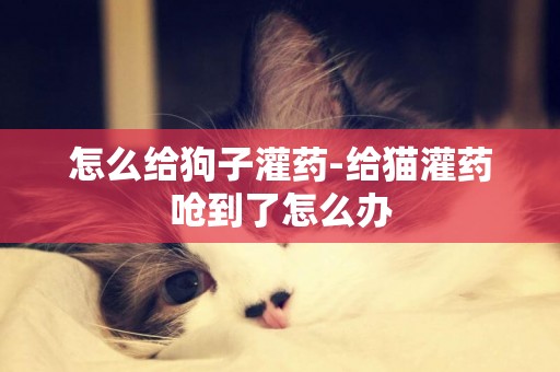 怎么給狗子灌藥-給貓灌藥嗆到了怎么辦