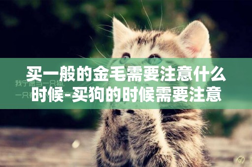 買一般的金毛需要注意什么時候-買狗的時候需要注意什么