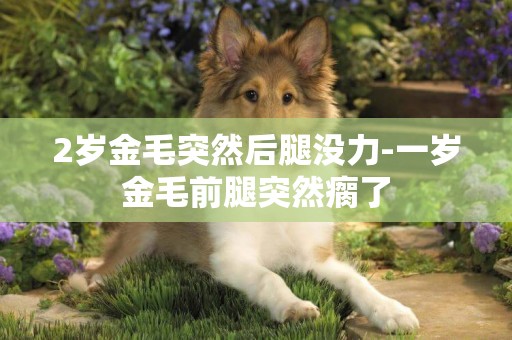 2歲金毛突然后腿沒力-一歲金毛前腿突然瘸了