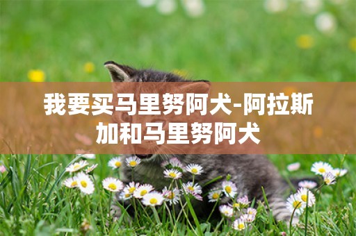 我要買馬里努阿犬-阿拉斯加和馬里努阿犬
