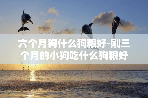 六個月狗什么狗糧好-剛三個月的小狗吃什么狗糧好