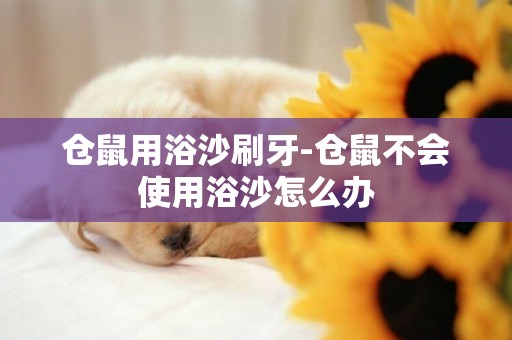 倉鼠用浴沙刷牙-倉鼠不會使用浴沙怎么辦