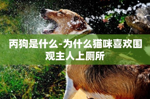 丙狗是什么-為什么貓咪喜歡圍觀主人上廁所