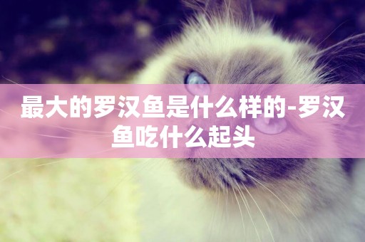 最大的羅漢魚是什么樣的-羅漢魚吃什么起頭