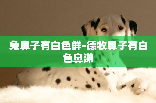 兔鼻子有白色鮮-德牧鼻子有白色鼻涕