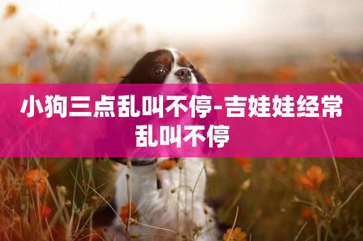 小狗三點亂叫不停-吉娃娃經常亂叫不停