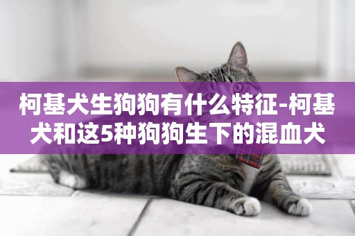 柯基犬生狗狗有什么特征-柯基犬和這5種狗狗生下的混血犬