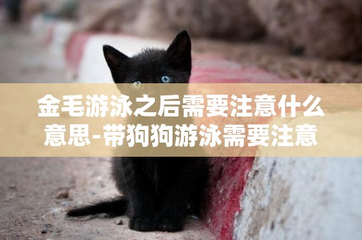 金毛游泳之后需要注意什么意思-帶狗狗游泳需要注意些什么