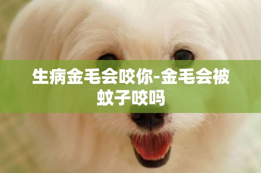生病金毛會咬你-金毛會被蚊子咬嗎