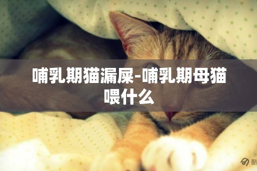 哺乳期貓漏屎-哺乳期母貓喂什么