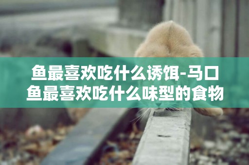 魚最喜歡吃什么誘餌-馬口魚最喜歡吃什么味型的食物
