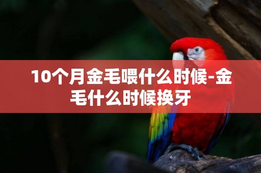 10個月金毛喂什么時候-金毛什么時候換牙