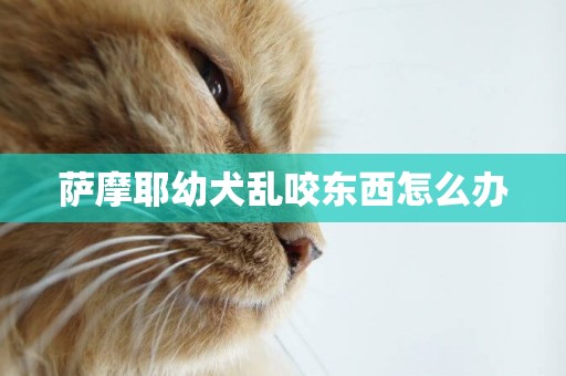 薩摩耶幼犬亂咬東西怎么辦