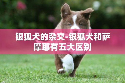 銀狐犬的雜交-銀狐犬和薩摩耶有五大區別