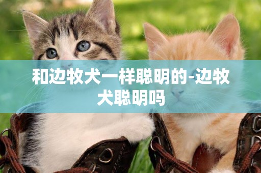 和邊牧犬一樣聰明的-邊牧犬聰明嗎