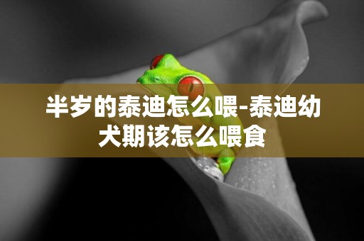 半歲的泰迪怎么喂-泰迪幼犬期該怎么喂食