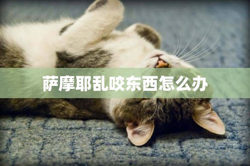 薩摩耶亂咬東西怎么辦
