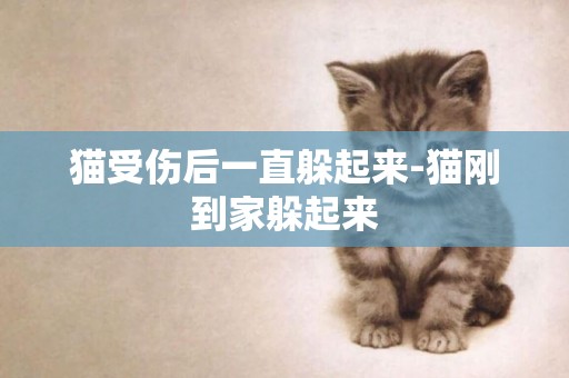 貓受傷后一直躲起來-貓剛到家躲起來