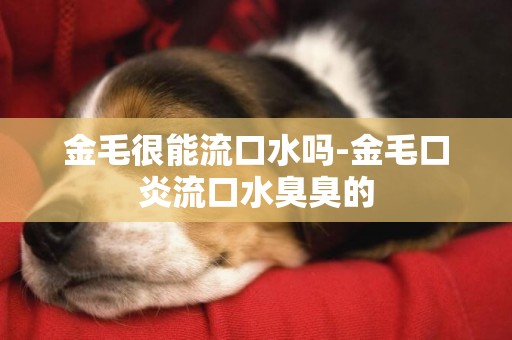 金毛很能流口水嗎-金毛口炎流口水臭臭的