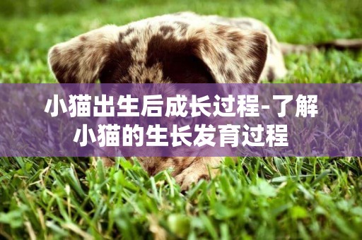 小貓出生后成長過程-了解小貓的生長發育過程