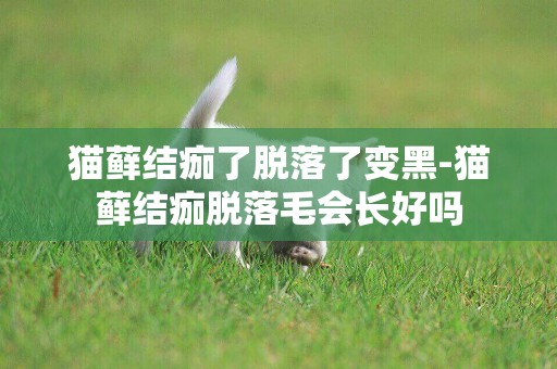 貓蘚結痂了脫落了變黑-貓蘚結痂脫落毛會長好嗎