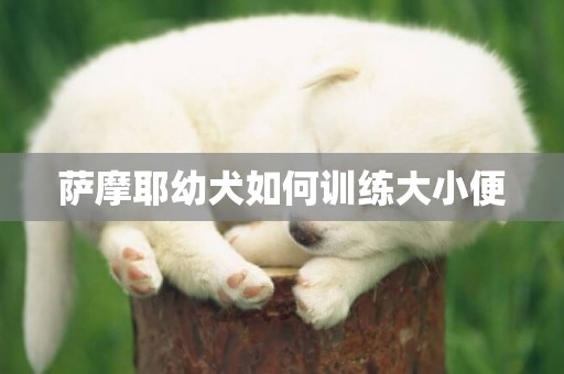 薩摩耶幼犬如何訓練大小便