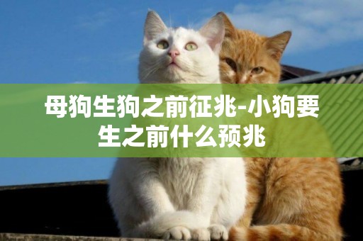 母狗生狗之前征兆-小狗要生之前什么預兆