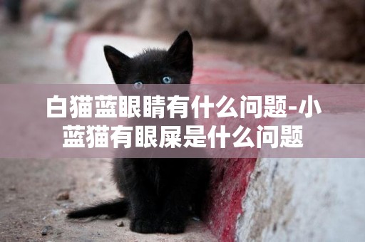 白貓藍眼睛有什么問題-小藍貓有眼屎是什么問題