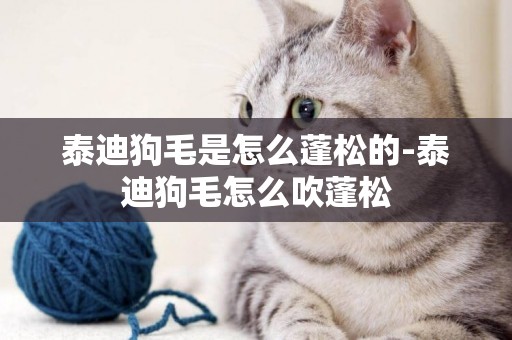泰迪狗毛是怎么蓬松的-泰迪狗毛怎么吹蓬松