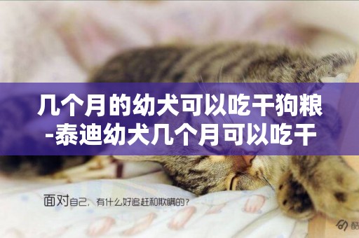 幾個月的幼犬可以吃干狗糧-泰迪幼犬幾個月可以吃干糧