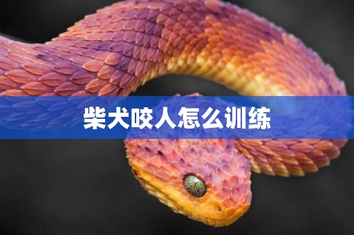 柴犬咬人怎么訓練