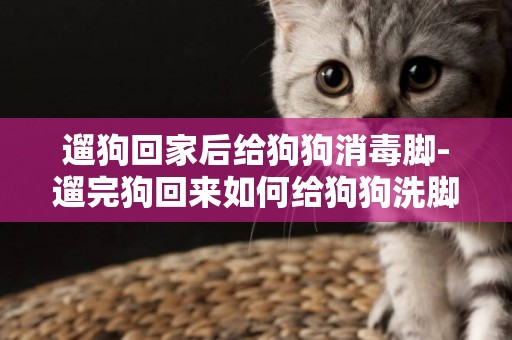 遛狗回家后給狗狗消毒腳-遛完狗回來如何給狗狗洗腳掌