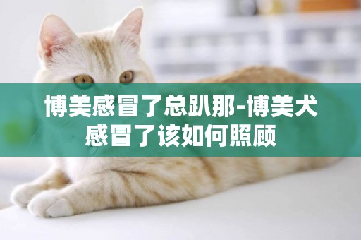 博美感冒了總趴那-博美犬感冒了該如何照顧