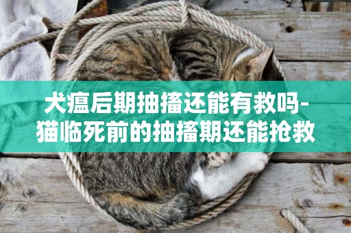 犬瘟后期抽搐還能有救嗎-貓臨死前的抽搐期還能搶救嗎