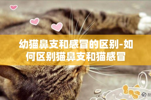 幼貓鼻支和感冒的區別-如何區別貓鼻支和貓感冒