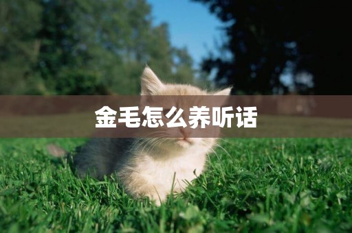 金毛怎么養聽話