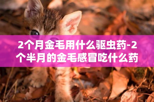 2個月金毛用什么驅蟲藥-2個半月的金毛感冒吃什么藥
