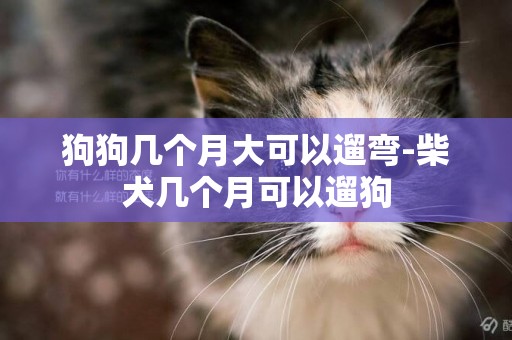 狗狗幾個月大可以遛彎-柴犬幾個月可以遛狗