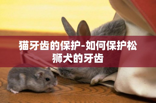 貓牙齒的保護-如何保護松獅犬的牙齒
