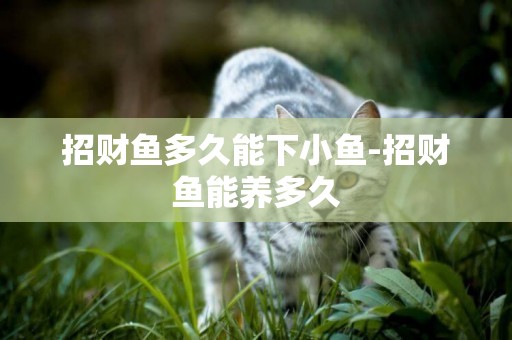 招財魚多久能下小魚-招財魚能養多久