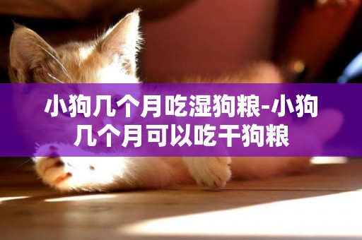 小狗幾個月吃濕狗糧-小狗幾個月可以吃干狗糧