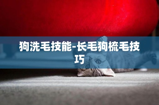 狗洗毛技能-長毛狗梳毛技巧