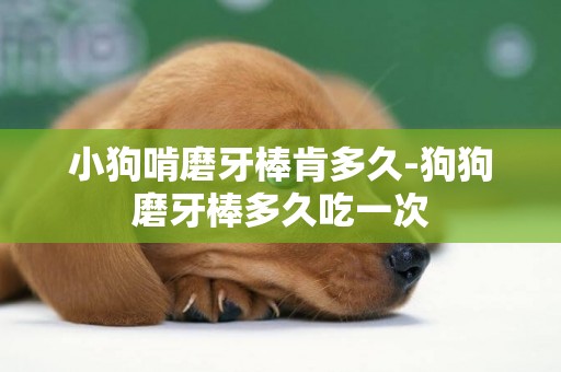 小狗啃磨牙棒肯多久-狗狗磨牙棒多久吃一次