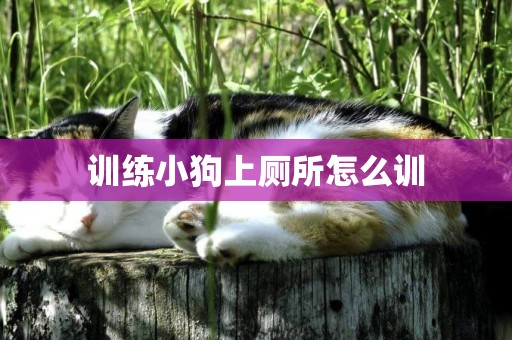訓練小狗上廁所怎么訓