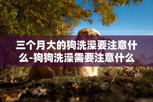 三個月大的狗洗澡要注意什么-狗狗洗澡需要注意什么
